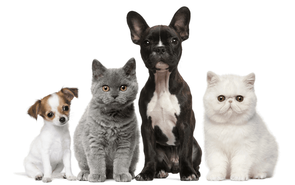 Happy dog with owner