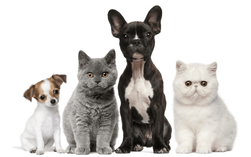 5 Signs Your Dog Needs a Diet Change