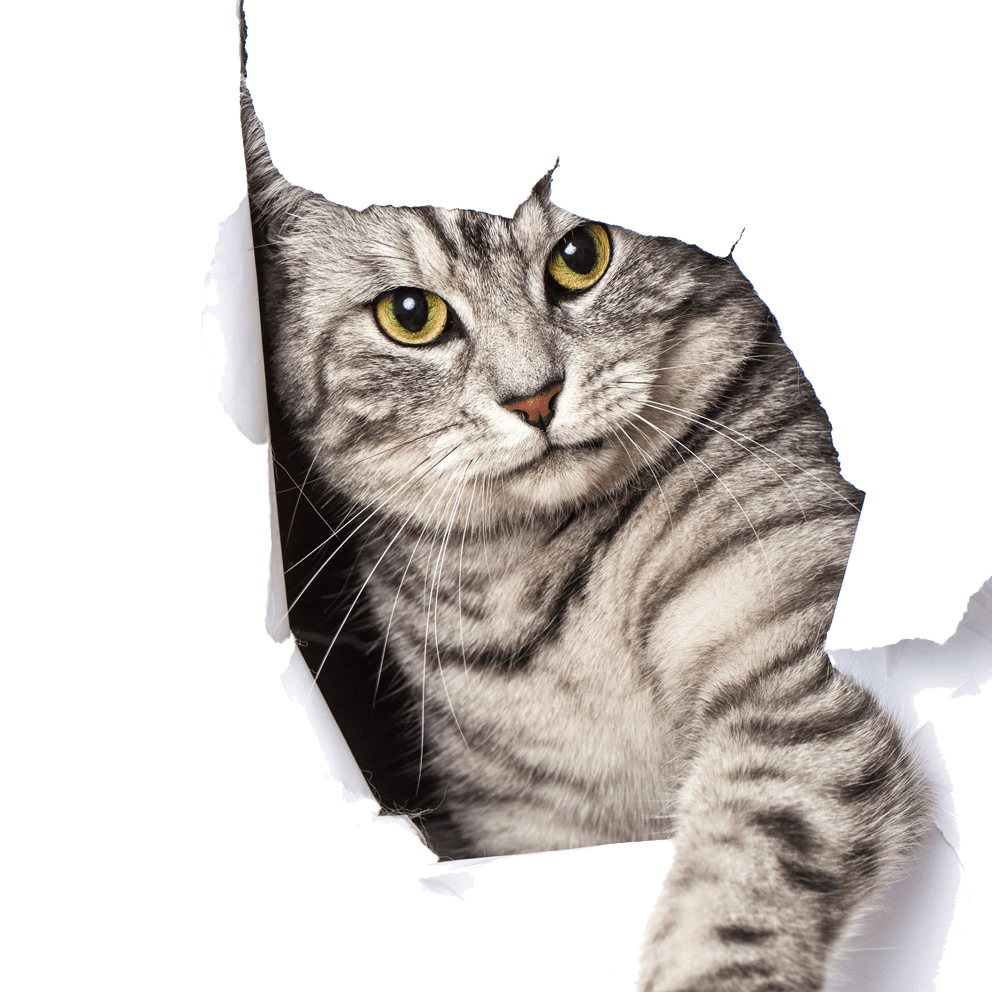 Pet subscription box