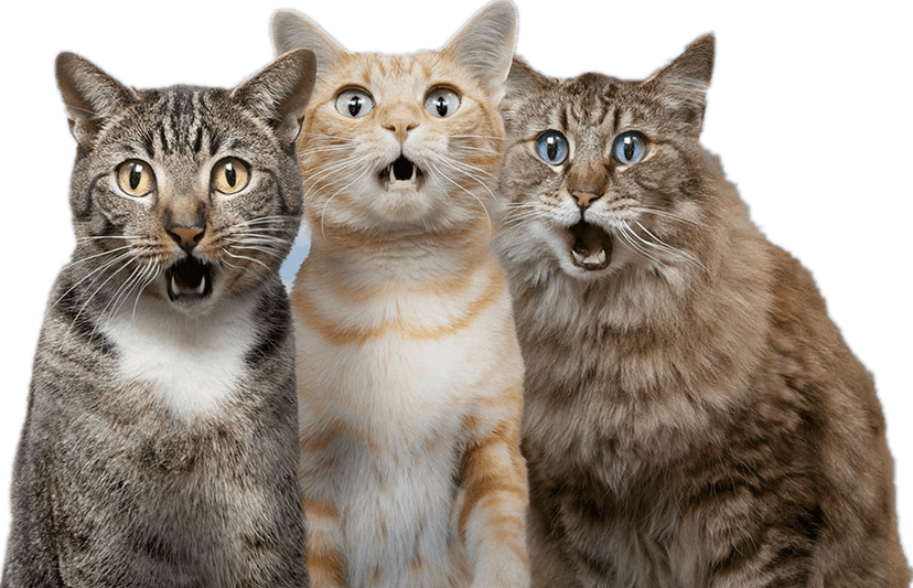 How to Choose the Perfect Collar for Your Cat